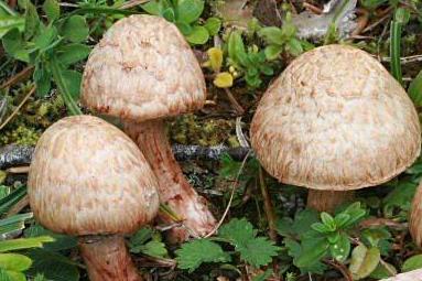 Inocybe à odeur de Benjoin Inocybe à odeur de Benjoin