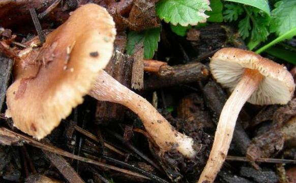 Inocybe à odeur de géranium Inocybe à odeur de géranium
