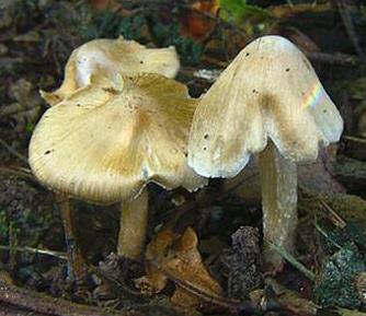 Inocybe à odeur de miel Inocybe à odeur de miel