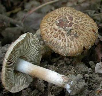 Inocybe à odeur de poire Inocybe à odeur de poire