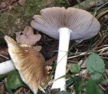 Inocybe à pied blanc Inocybe à pied blanc