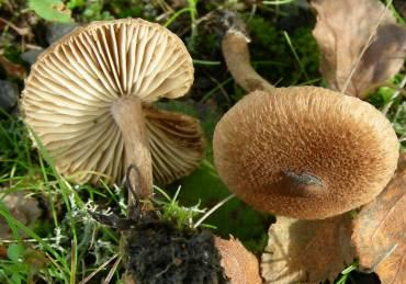 Inocybe à pied brunissant Inocybe à pied brunissant
