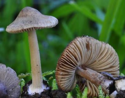 Inocybe à pied bulbeux