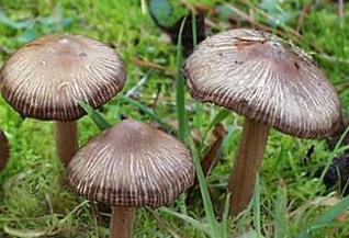 Inocybe à spores étoilées Inocybe à spores étoilées