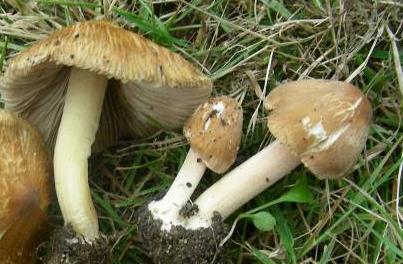 Inocybe à spores perlées Inocybe à spores perlées