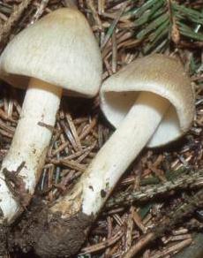 Inocybe abiéticole Inocybe abiéticole