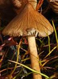 Inocybe aigu Inocybe aigu
