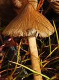 Inocybe aigu