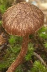 Inocybe alpin pélargonié Inocybe alpin pélargonié