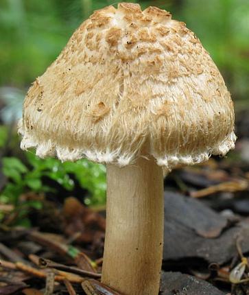 Inocybe appendiculé Inocybe appendiculé