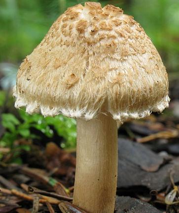 Inocybe appendiculé