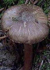 Inocybe brun d'ombre Inocybe brun d'ombre