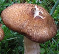 Inocybe brun rouge Inocybe brun rouge