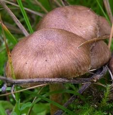 Inocybe brun violet Inocybe brun violet