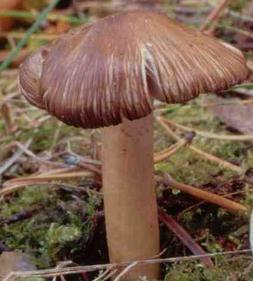 Inocybe brunâtre Inocybe brunâtre