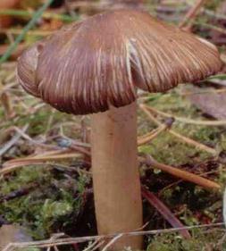 Inocybe brunâtre