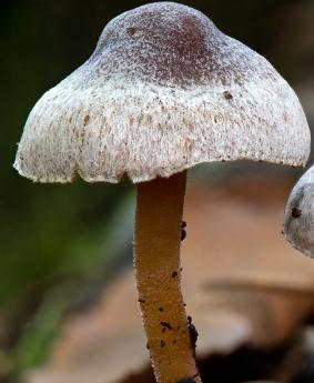 Inocybe calleux Inocybe calleux