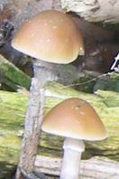 Inocybe céleste Inocybe céleste