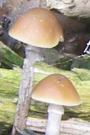 Inocybe céleste