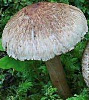 Inocybe couleur de cerf Inocybe couleur de cerf