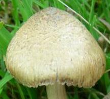 Inocybe couleur mastic