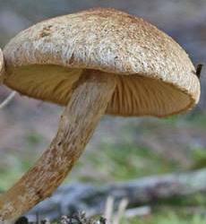 Inocybe d'Agardh Inocybe d'Agardh