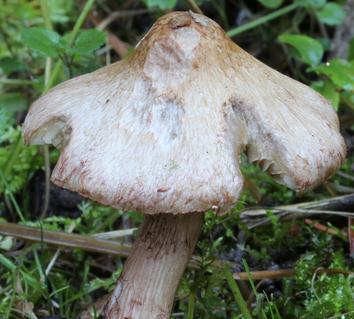 Inocybe de Bresadola Inocybe de Bresadola