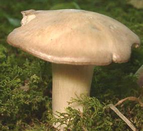 Inocybe de Currey