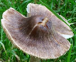 Inocybe de Fries Inocybe de Fries