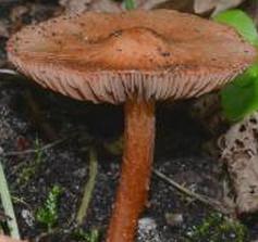Inocybe de Godey Inocybe de Godey