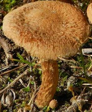 Inocybe de Heim Inocybe de Heim