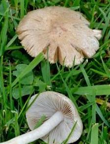 Inocybe de Khner