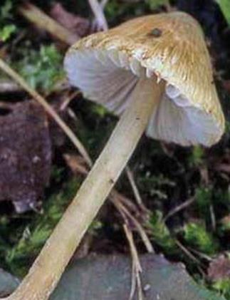 Inocybe de l'aulne