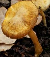 Inocybe de Lange Inocybe de Lange