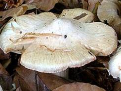 Inocybe de Patouillard