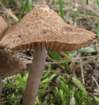 Inocybe déchiré Inocybe déchiré