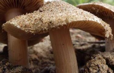 Inocybe des dunes Inocybe des dunes