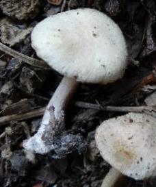 Inocybe des marais Inocybe des marais
