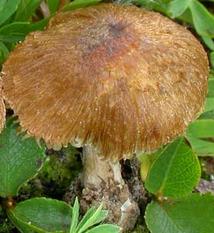 Inocybe des neiges Inocybe des neiges