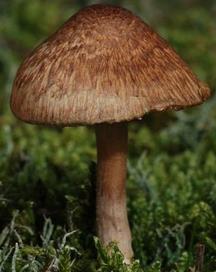 Inocybe des renards Inocybe des renards