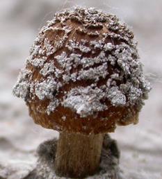 Inocybe des sables Inocybe des sables