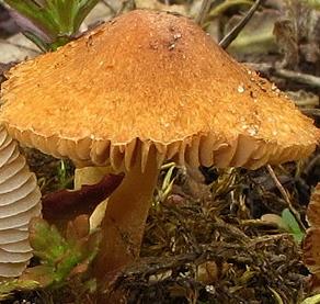 Inocybe des saules