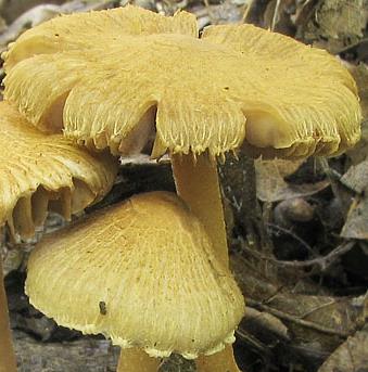 Inocybe doré Inocybe doré