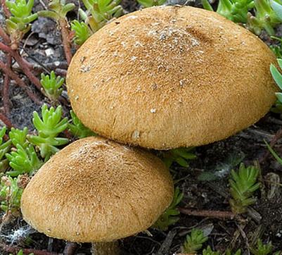 Inocybe doux amer Inocybe doux amer