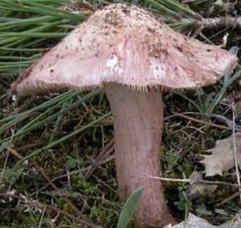 Inocybe du Jura Inocybe du Jura