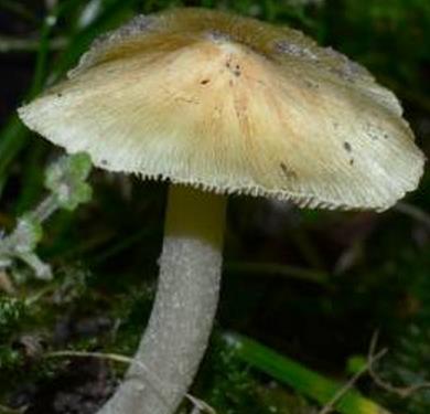Inocybe fastigié blanche Inocybe fastigié blanche