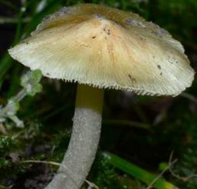 Inocybe fastigié blanche