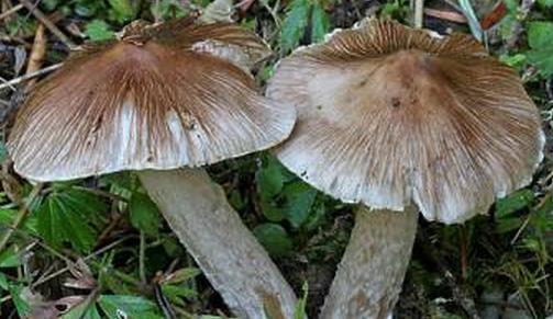 Inocybe fastigié Inocybe fastigié