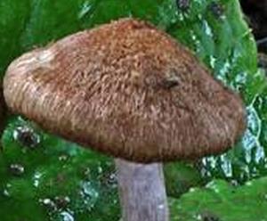 Inocybe faux-obscur Inocybe faux-obscur