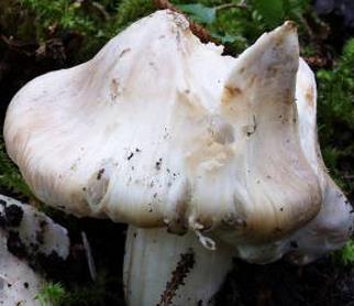 Inocybe fibreux Inocybe fibreux